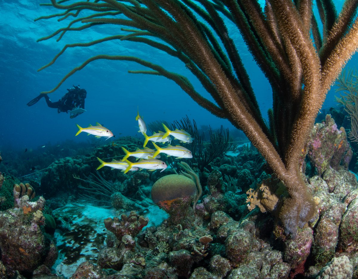 ocean_CRitter's tweet photo. Well my friends and strangers, if you haven't yet heard: I was accepted into the @jcu postgraduate program for marine biology, and I've just moved to Townsville to start this new chapter! If you know some fish lovers down this way, let me know.
PC to Rick Stuart-Smith (Bonaire) https://t.co/txBJN0UjJ3