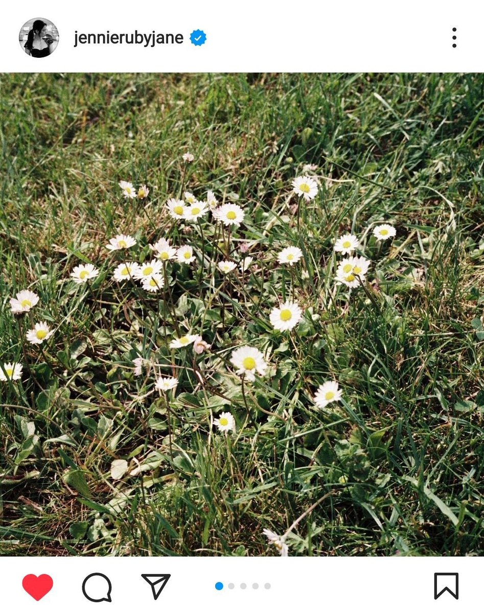 lvstaku's tweet photo. daisies will never not be special https://t.co/ihuf9AXdF9