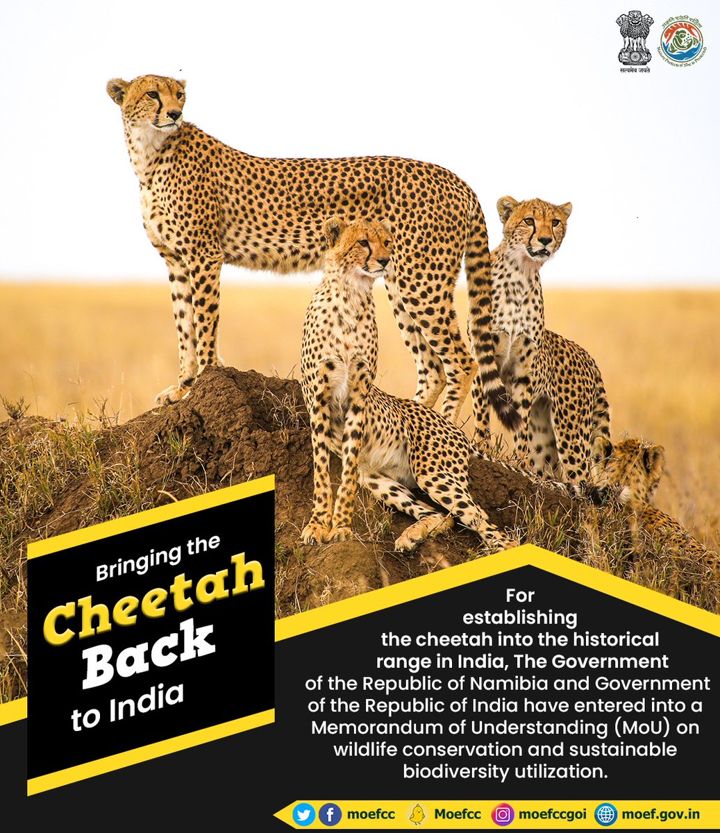 moefcc's tweet photo. 𝐁𝐫𝐢𝐧𝐠𝐢𝐧𝐠 𝐭𝐡𝐞 𝐂𝐡𝐞𝐞𝐭𝐚𝐡 𝐁𝐚𝐜𝐤 𝐭𝐨 𝐈𝐧𝐝𝐢𝐚 ! https://t.co/t6g2oJoZ9F