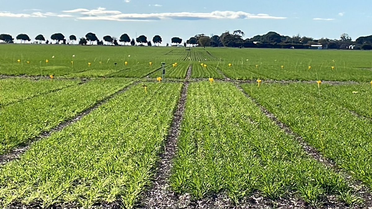 Always looking, evolving and answering questions - sunny days and crisp mornings!  #bayertrial