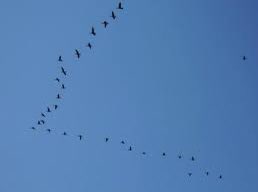Stormo si dispone in Cielo a forma di “M” per chiedere a #Draghi di restare