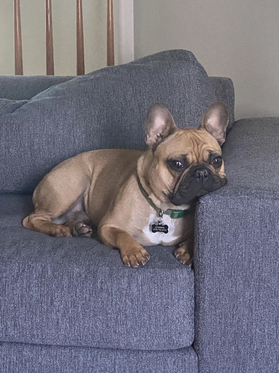 CattyO's tweet photo. Cosmo - just wishing we lived closer to the UES frenchie meet up https://t.co/V2qNCohWls