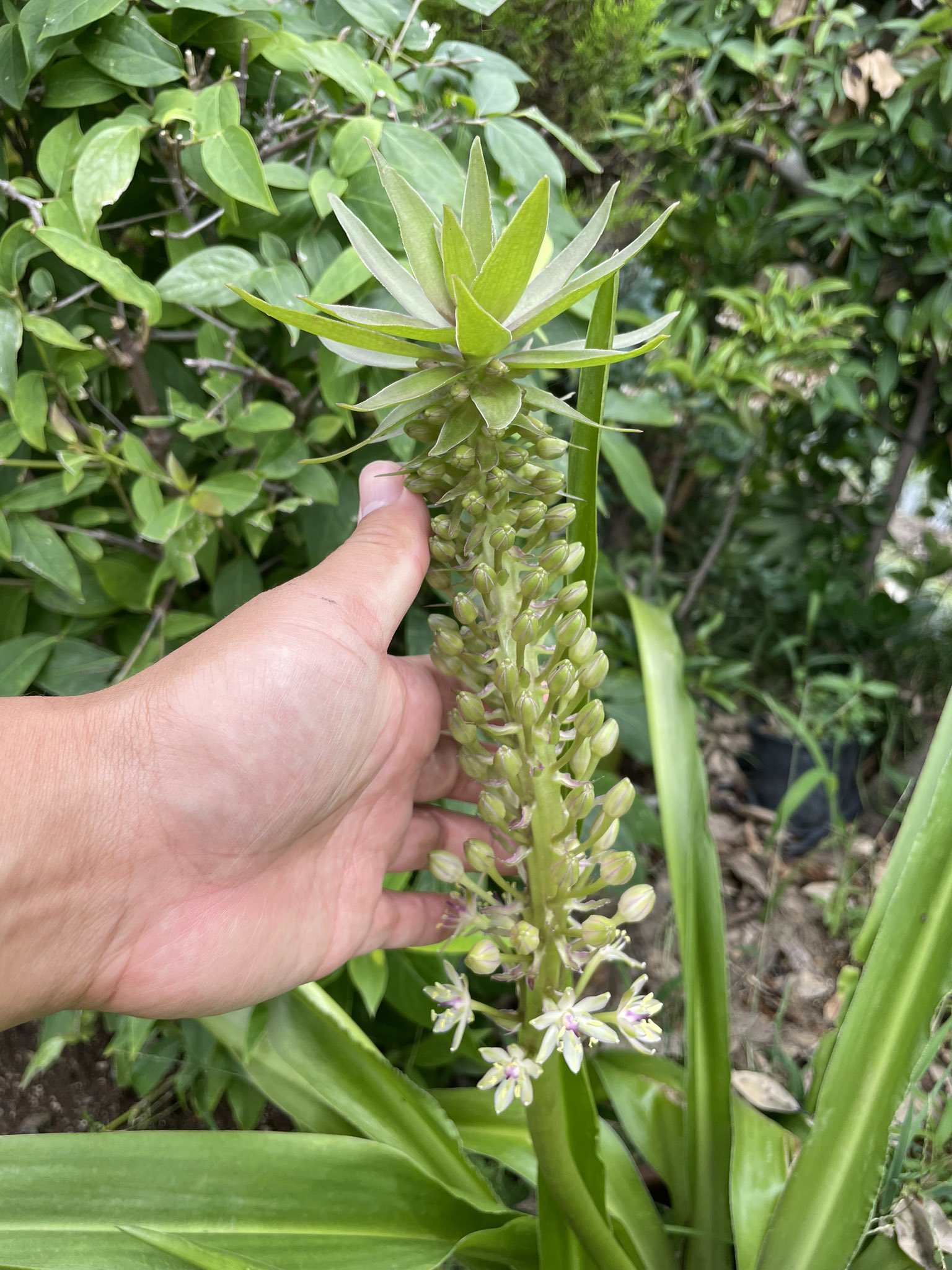 あつお Pa Twitter パイナップルリリー 開花前がパイナップルにそっくり 下の方から開花してきました T Co Gsqgphweas Twitter