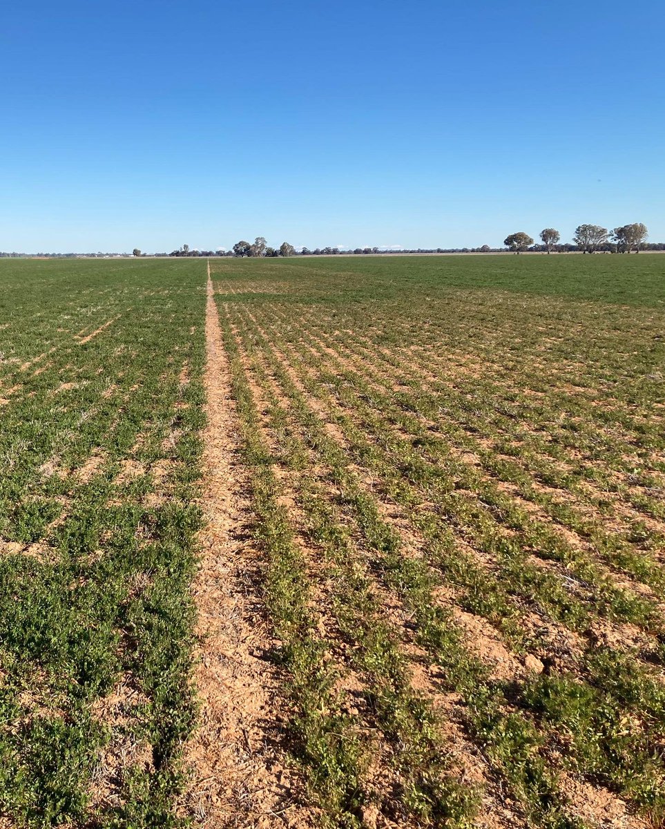 IKCaldwell's tweet photo. INOCULATION OF LEGUMES!! Who can spot where there has been a block?

The occasional airseeder blockage such as this one here can be a good thing as it highlights the importance of inoculating legumes in acidic soils…. Obvious biomass difference in this situation! https://t.co/82xnxQA5B9