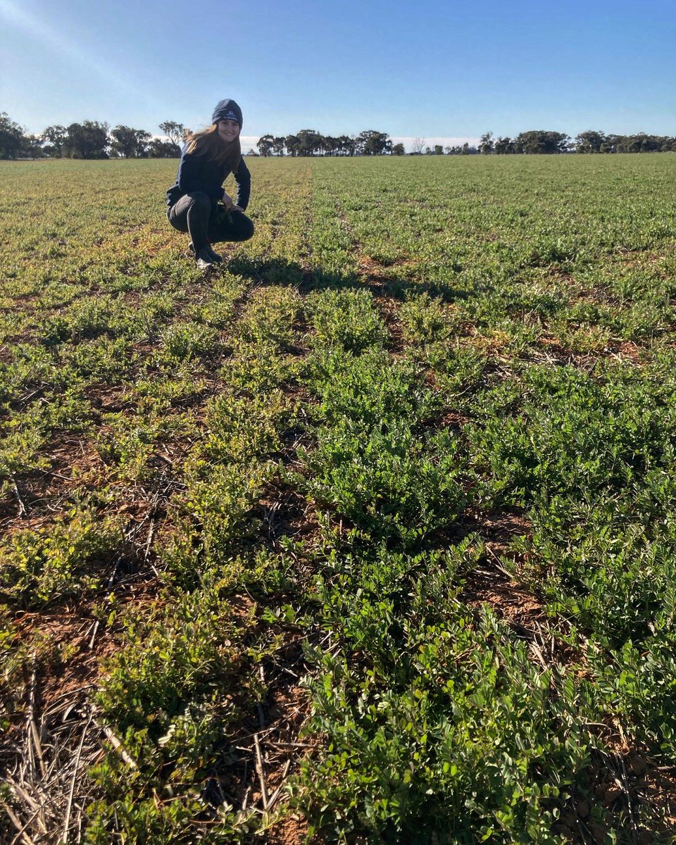 IKCaldwell's tweet photo. INOCULATION OF LEGUMES!! Who can spot where there has been a block?

The occasional airseeder blockage such as this one here can be a good thing as it highlights the importance of inoculating legumes in acidic soils…. Obvious biomass difference in this situation! https://t.co/82xnxQA5B9