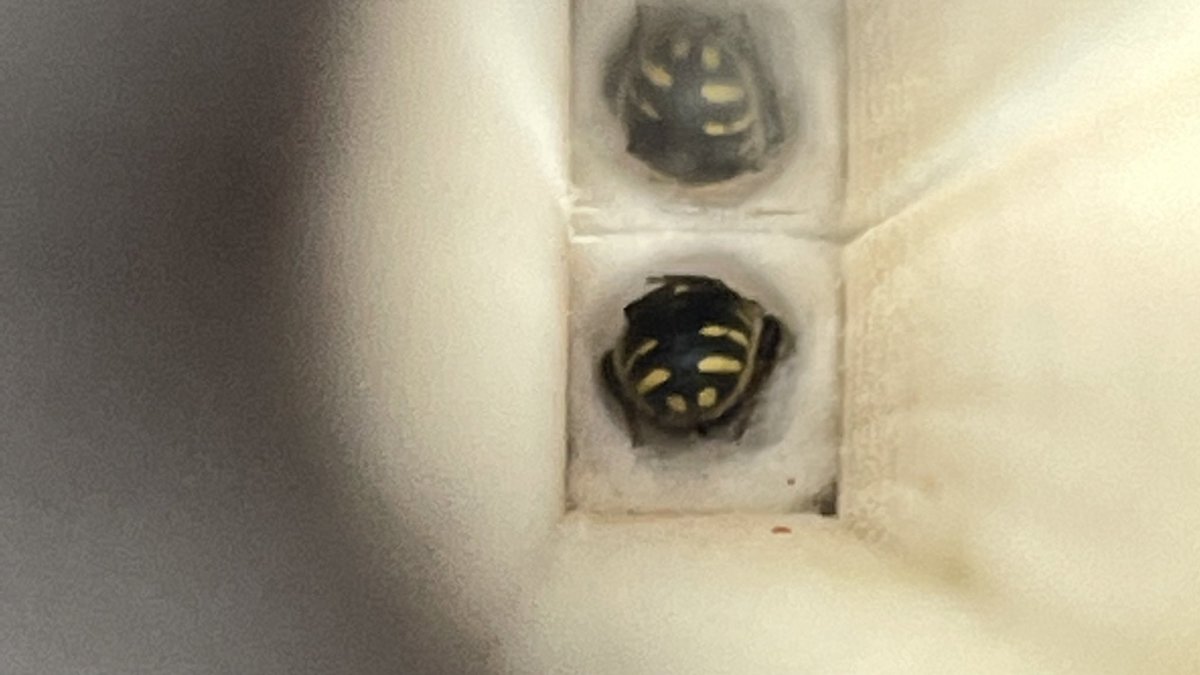 EDoorish's tweet photo. My only consistent female wool carder bee whoโs stuck around for weeks sleeping in the bee unit has started making her fluffy cells ๐ฅฐ
Still doesnโt stop being exciting ๐
#solitarybees #woolcarderbee https://t.co/gZFLYg2w0W