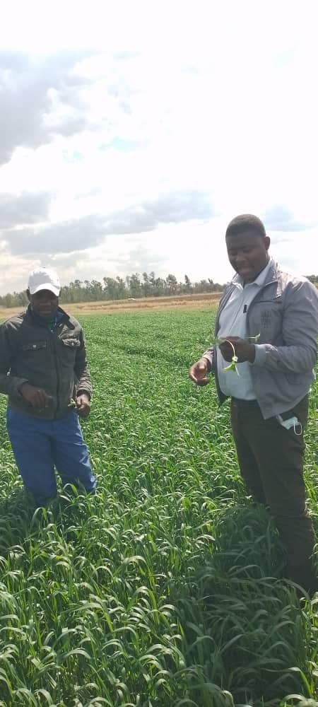 Farm visit at the President's Precab Farm in Kwekwe. Activities included scouting barely for  pests and diseases. Weed management and identification is crucial in achieving high yields. 
#HelpingYouGetaBetterCrop