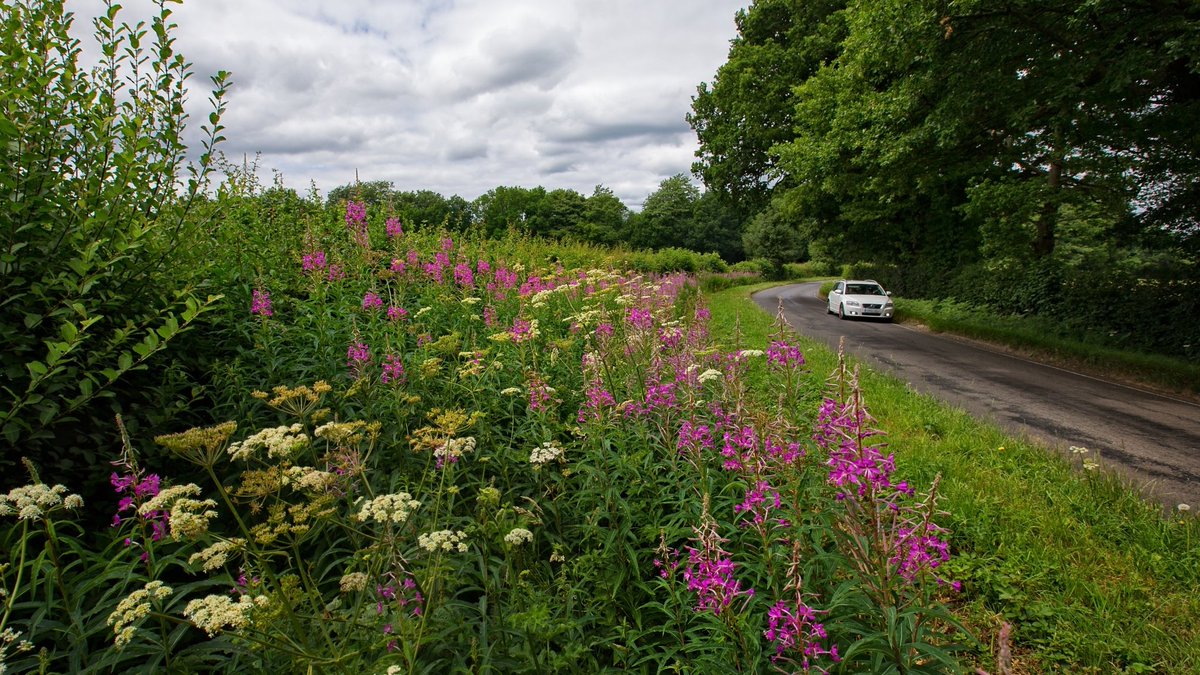 Explore Surrey's Countryside (@exploresurreyuk) on Twitter photo Surrey County Council <a href="/SurreyNews/">Surrey County Council News</a> will be cutting roadside verges less frequently to promote biodiversity. Around 700 species of wildflower grow on roadsides. These areas are great for nature helping wildflowers & pollinators survive. Discover more orlo.uk/Idj5w Surrey County Council <a href="/SurreyNews/">Surrey County Council News</a> will be cutting roadside verges less frequently to promote biodiversity. Around 700 species of wildflower grow on roadsides. These areas are great for nature helping wildflowers & pollinators survive. Discover more orlo.uk/Idj5w