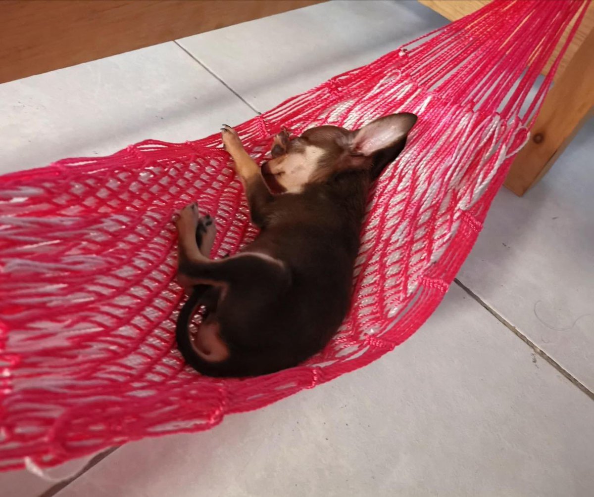 Peluditos_'s tweet photo. Cachorrito Yucateco promedio https://t.co/98ZF0ra9k1