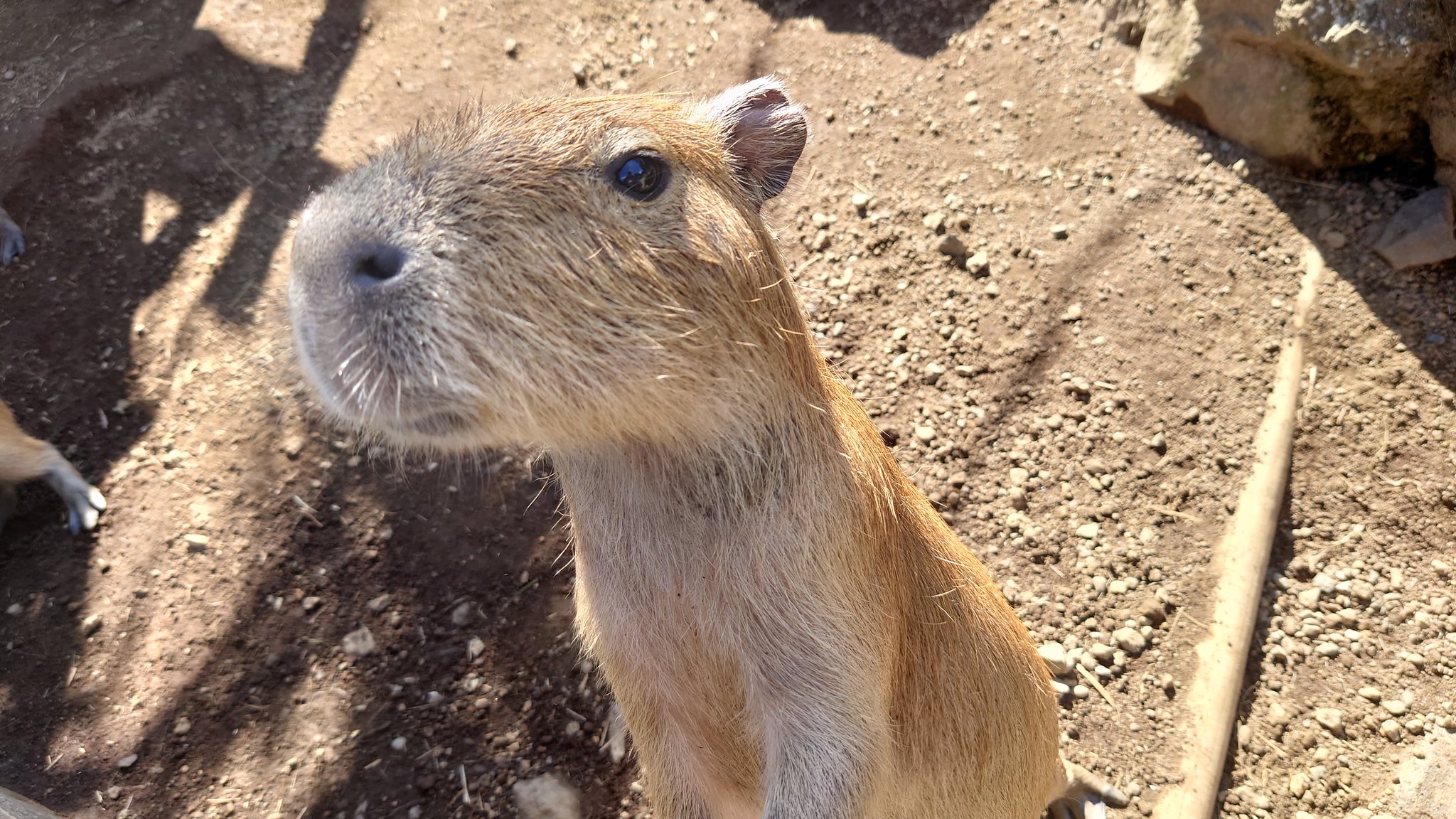 けんた シャボテン公園に来たのは 他でもない カピバラ温泉を見に来たんですが 温泉は冬から 当たり前と言えば当たり前 です T Co Dykt3axxav Twitter