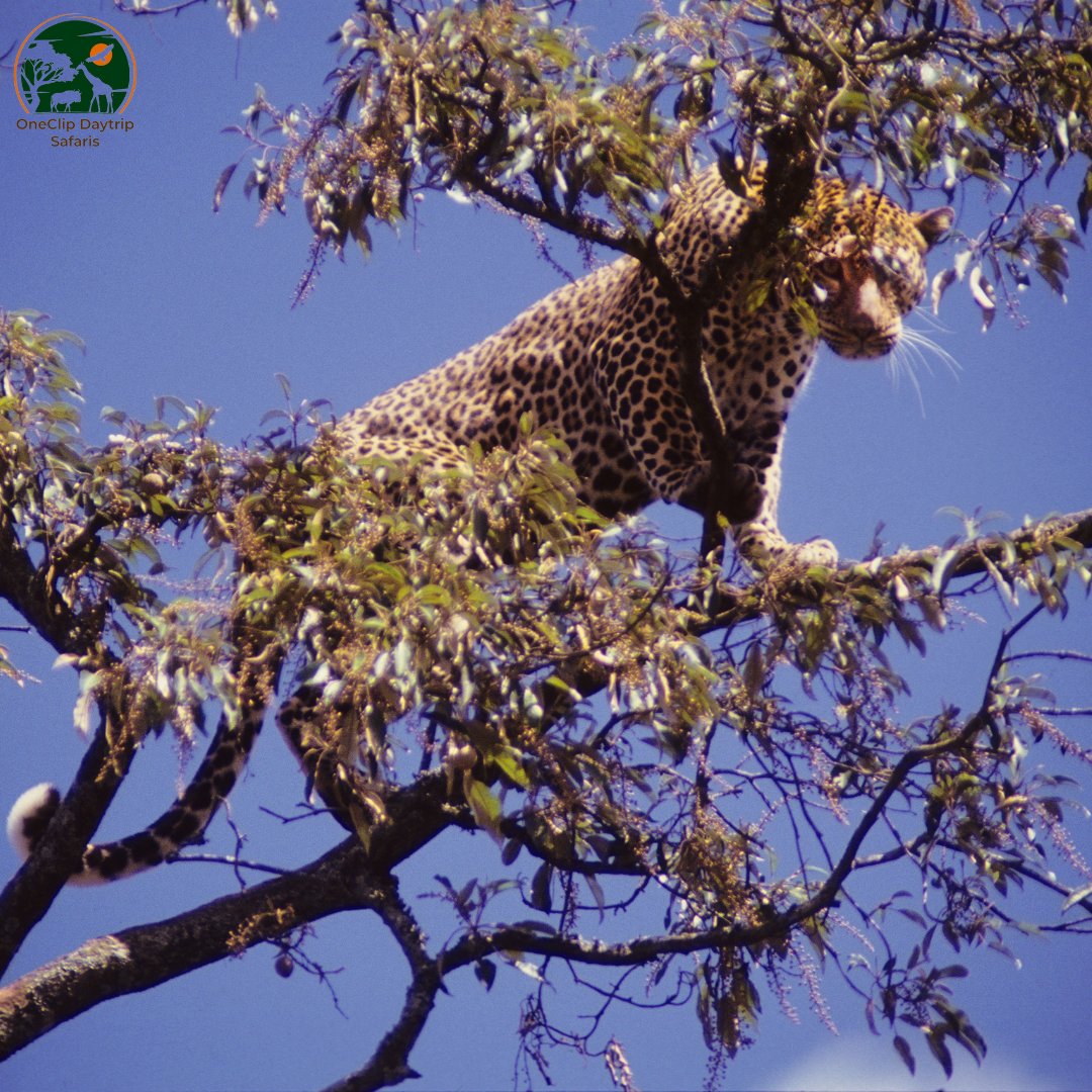 Explore Nairobi National Park, Kenya's oldest and largest national park. 

Drive through the park and witness the many species of animals that call this unique ecosystem home.

#nairobinationapark #Tembeakenya #getawaytrip