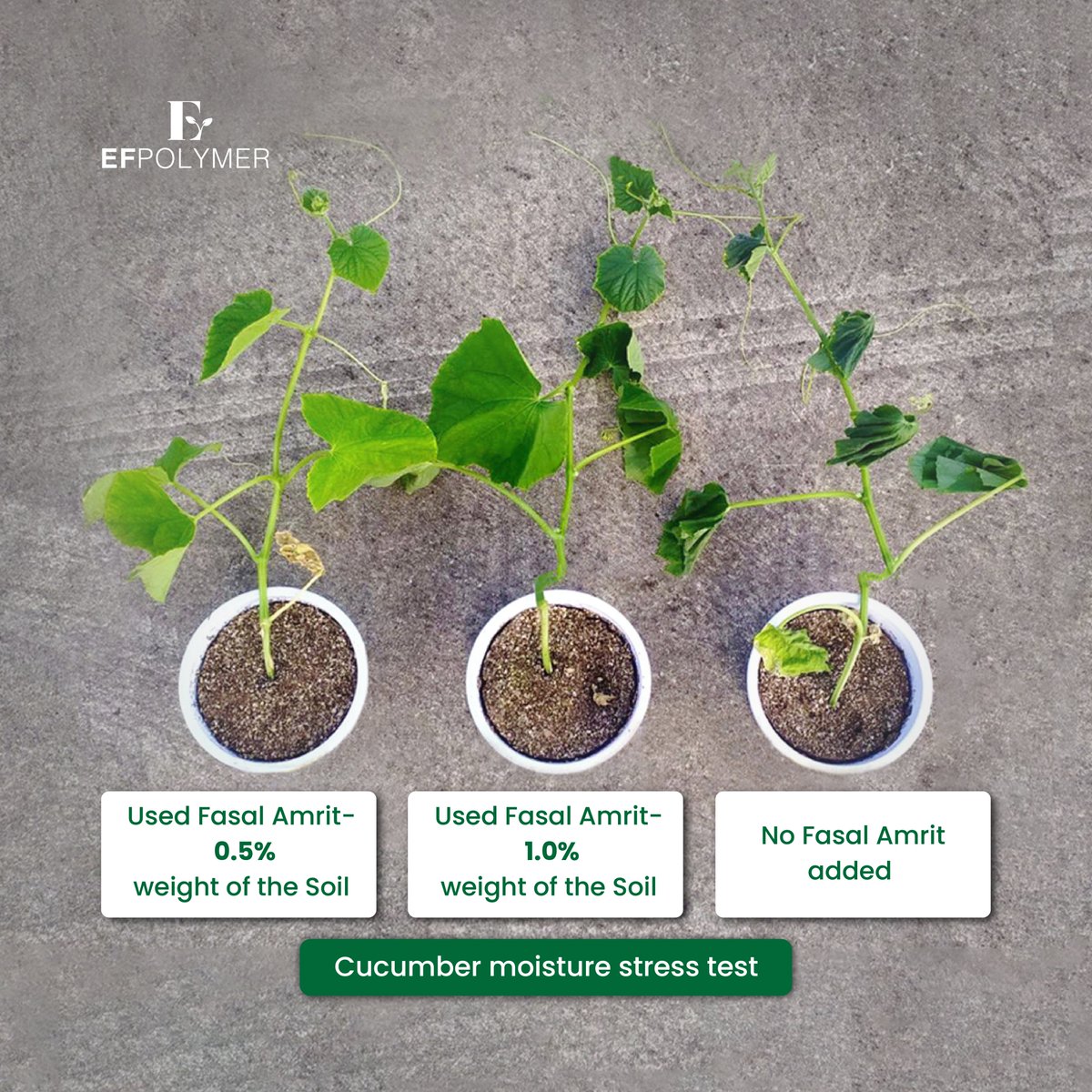 During the Kharif crop season, farmers face delays in rain which causes moisture stress and yield reduction. We tested effectiveness of Fasal Amrit in such situation with 3 cucumber plants treated similarly
To know results, visit the link instagram.com/p/CgOPUJOKt0v/ #hydrogel #agtech