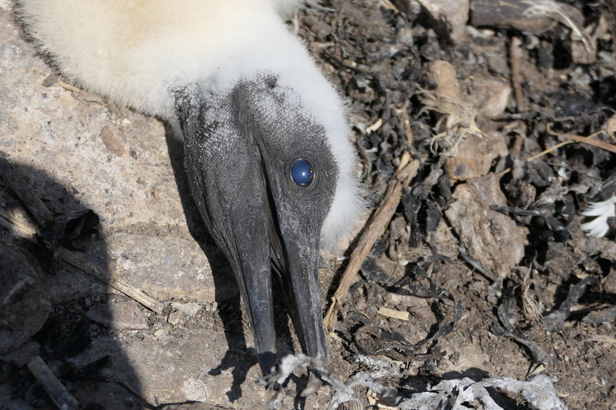 #Bass 'Look into the eye'  Black eye occasionally opaque/or a flecked iris appear to be early sign of AI. Mingling among healthy birds. Sadly we saw the first chick fitting,the eye cloudy. Is it a haemorrhage?Thoughts and debate . It's neurogical. Necropsy may bring understanding