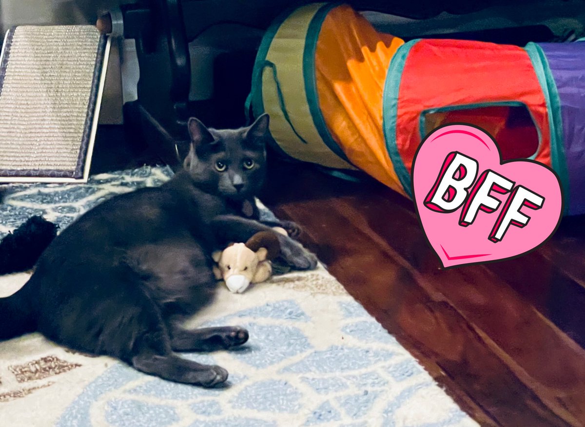 #RonnieRam just chillin with Wren. #BFF