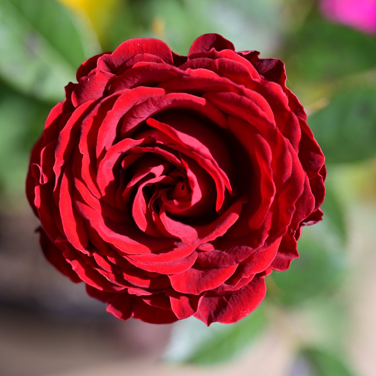 Dave Tonge tweet media