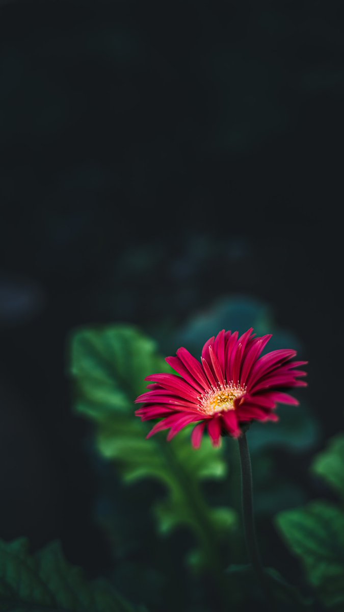 Gypsyshutter's tweet image. A red gerbera.
#gypsyshutter 
.
.
.
#flowers #flowerstagram #flowersofinstagram #flowers🌸 #flowerlovers #flowerphotography #yourshotphotographer #india #kolhapur #nature #naturephotography #naturegram #natureshots #flora