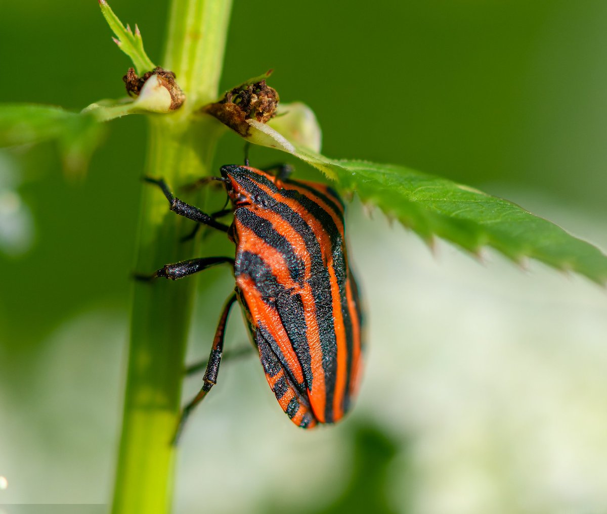 m2niac's tweet photo. Striped bug (or Italian striped bug) and Minstrel bug. Graphosoma italicum.
--
#stripedbug #italianstripedbug #minstrelbug #graphosomalineatum #bug #redbug #insect #macroworld #animal #wildlife #details #nature #macro #closeup #photo #photographer #photography #фото #m_hladchenko https://t.co/mHC8XJV3MV