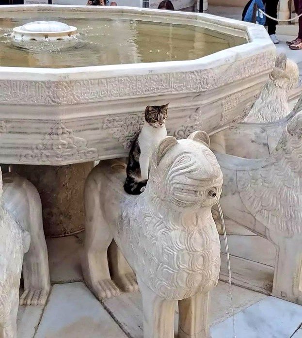 te amo gatito de la alhambra
