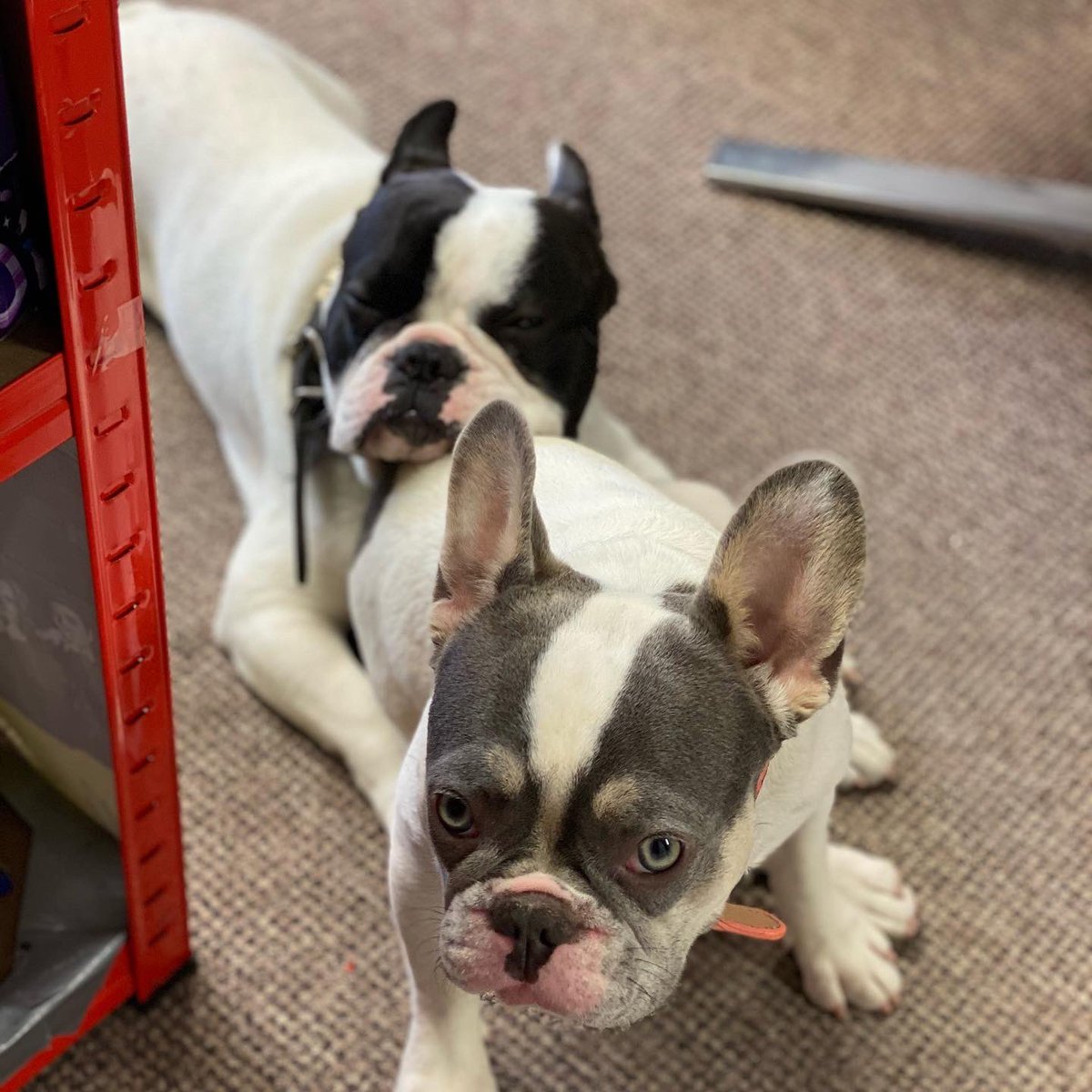 GrindGroove's tweet photo. Eddie thinks it’s ok to use Lunas bottom as a pillow....there’s a song on that surely?!
The shop is cool and all is good
Who else has a shop dog?
@waxandbeans @LongwellRecords
#shopdog #frenchiedogs #recordshopdog #coolshop https://t.co/bYgiozG3eW