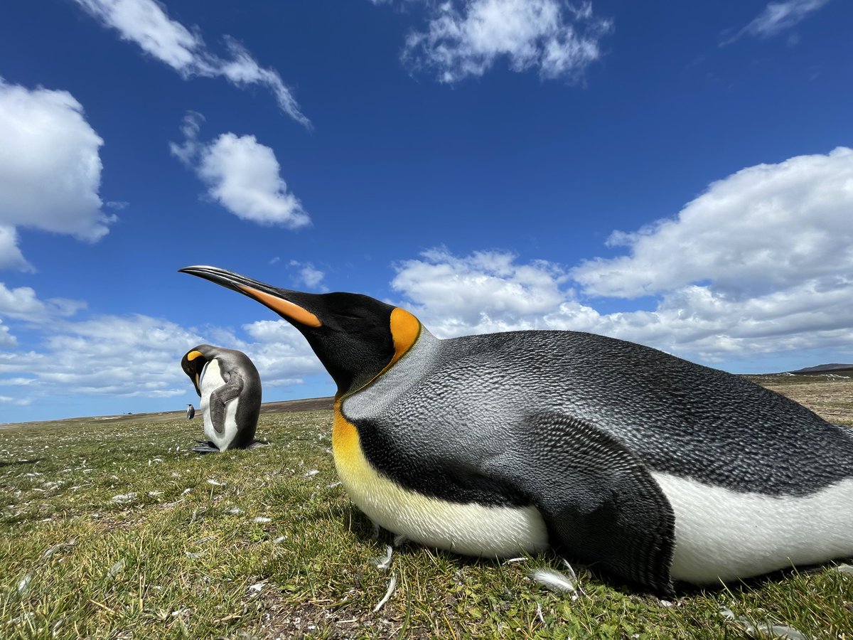 Relaxing in the #falklands #summer #sunshine #penguin style. #CruiseNorwegian #HALcruises #PrincessCruises #Azamara #Azamara #SeabourneCruise #Hurtigruten #CruiseCritic #VikingOceanCruises #cruising #CruiseCritic