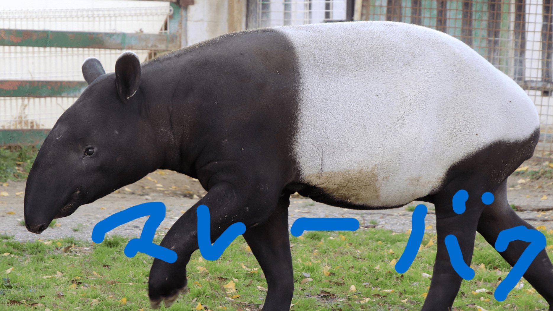 バク 精神科医 新刊発売中 元を全く知らないでtl見てだけツイートしますが 名前間違えられるのはリアルでもtwitterでも慣れっこです バクは パク 人名ではある バグ 確かにバグってる時は多い パグ 動物の種類が変わった で間違えられます