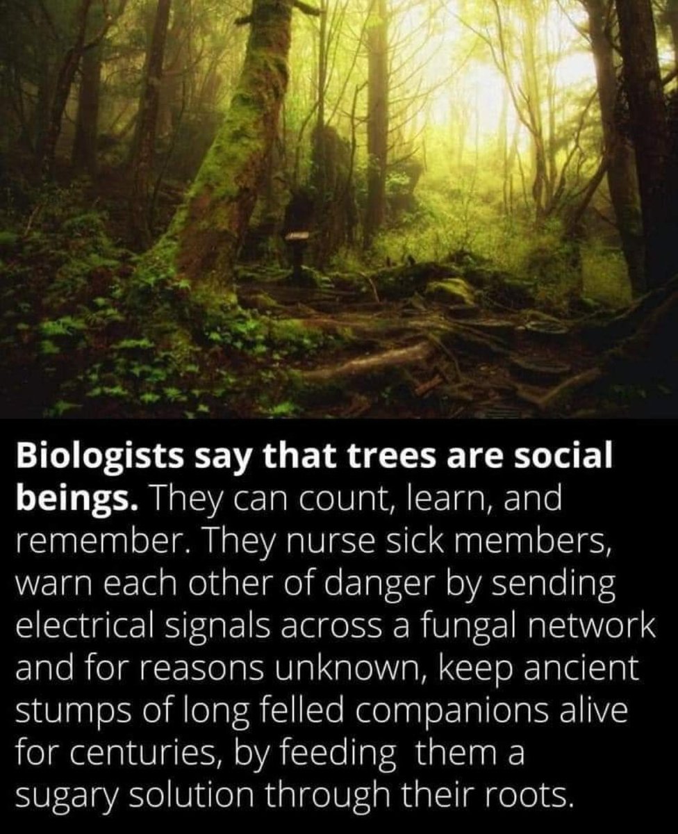 Chepfer's tweet image. Tree hugging means a whole lot more after reading this!