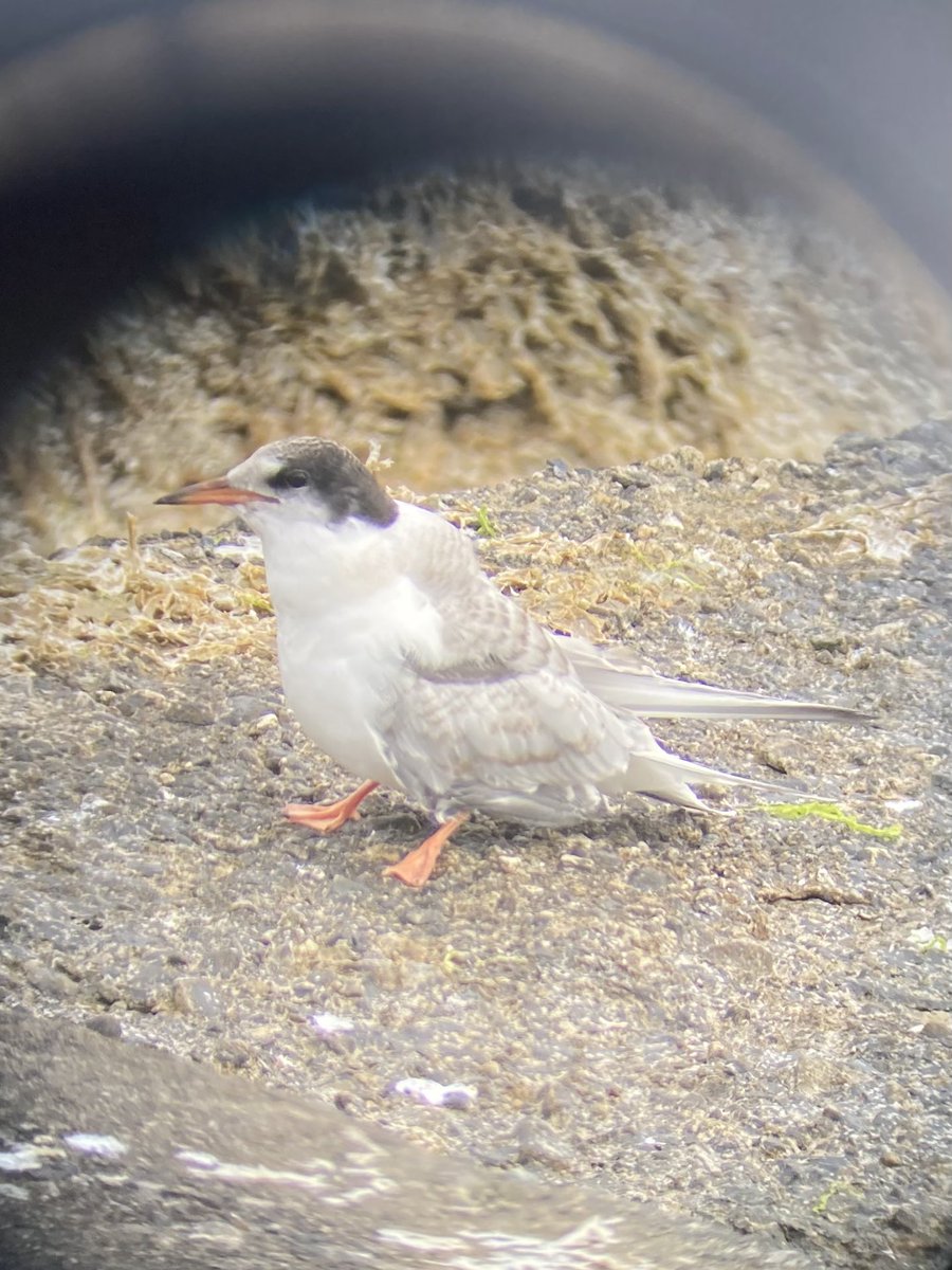 As I love our #tern fledglings so much, here’s more fledgling content: This one was fed a massive gadoid (~ 2/3 the size of the bird) by its parent. You can see the bulge the fish is making on its way down into the chick’s tummy! @BirdsMatter_ie #TeamTern #Seabirds