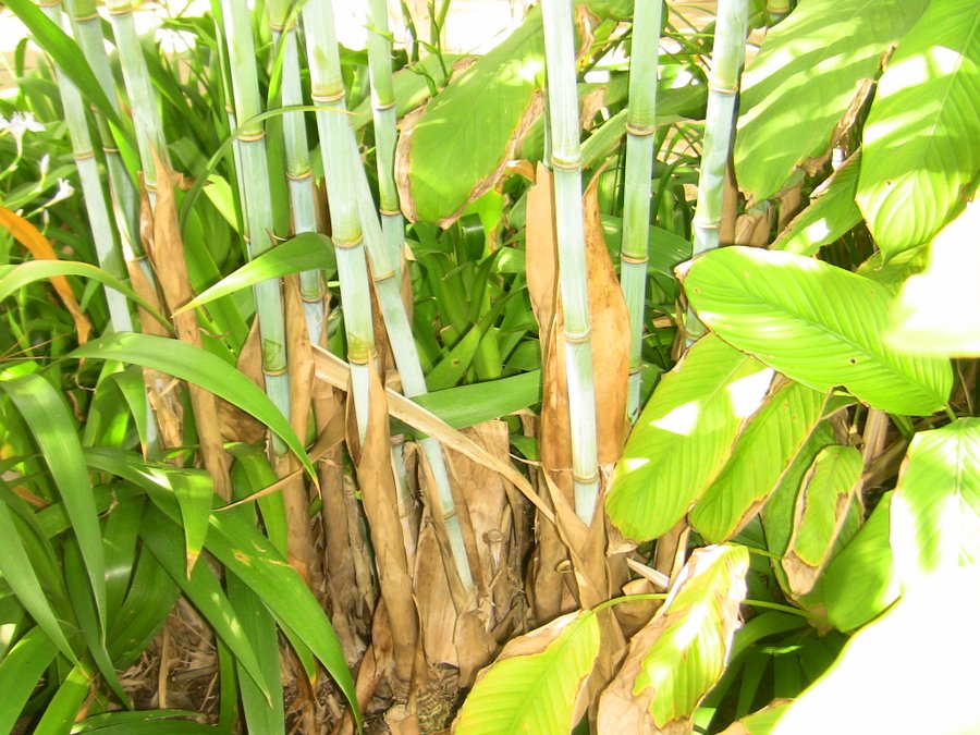 blue bamboo plants UK