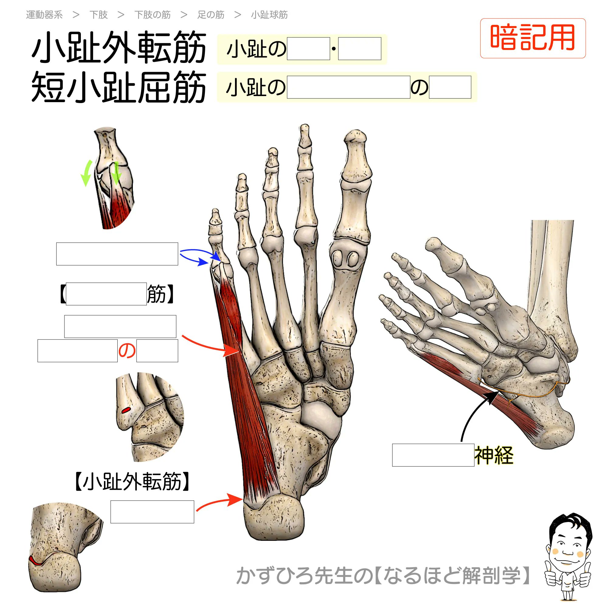 黒澤一弘（かずひろ）解剖学IT教育・指圧師・ラダック a X