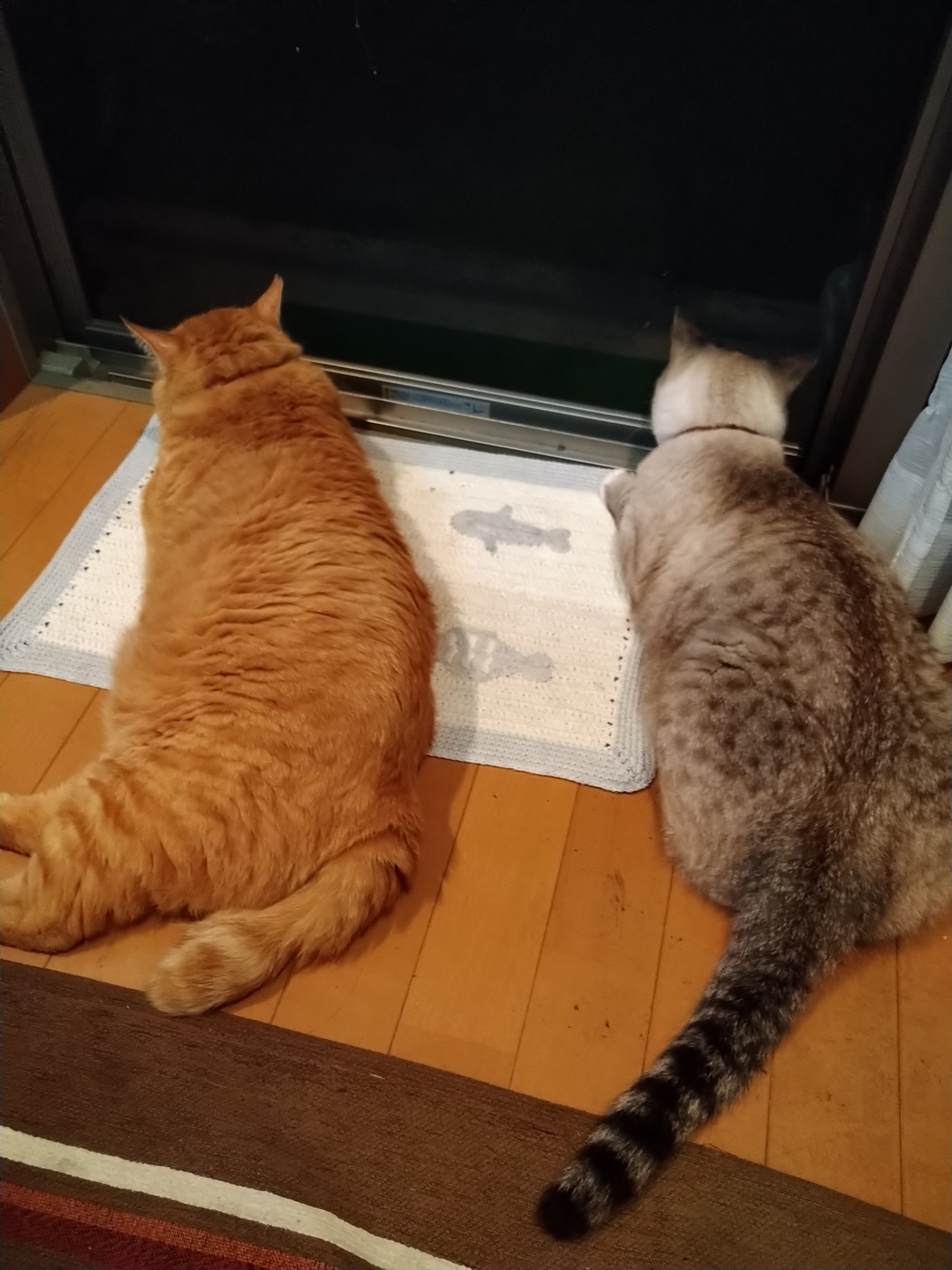 ネコ好きさん - Search / X