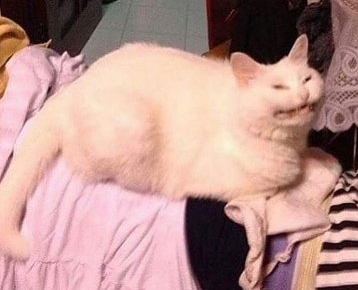 ✂️ ━ PROTON ! (@r0cketf0rtress) on Twitter photo 