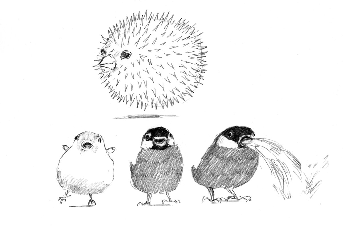 文鳥さんイラスト ご確認用です Www Bicemilano It