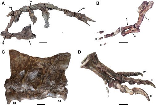 TM9380's tweet photo. One trait noticeable in the recently discovered Meraxes gigas is the enlarged toe claws. I immediately thought of modern cassowaries. #paleontology #dinosaurs #fossils https://t.co/8AYaJ1sFI3