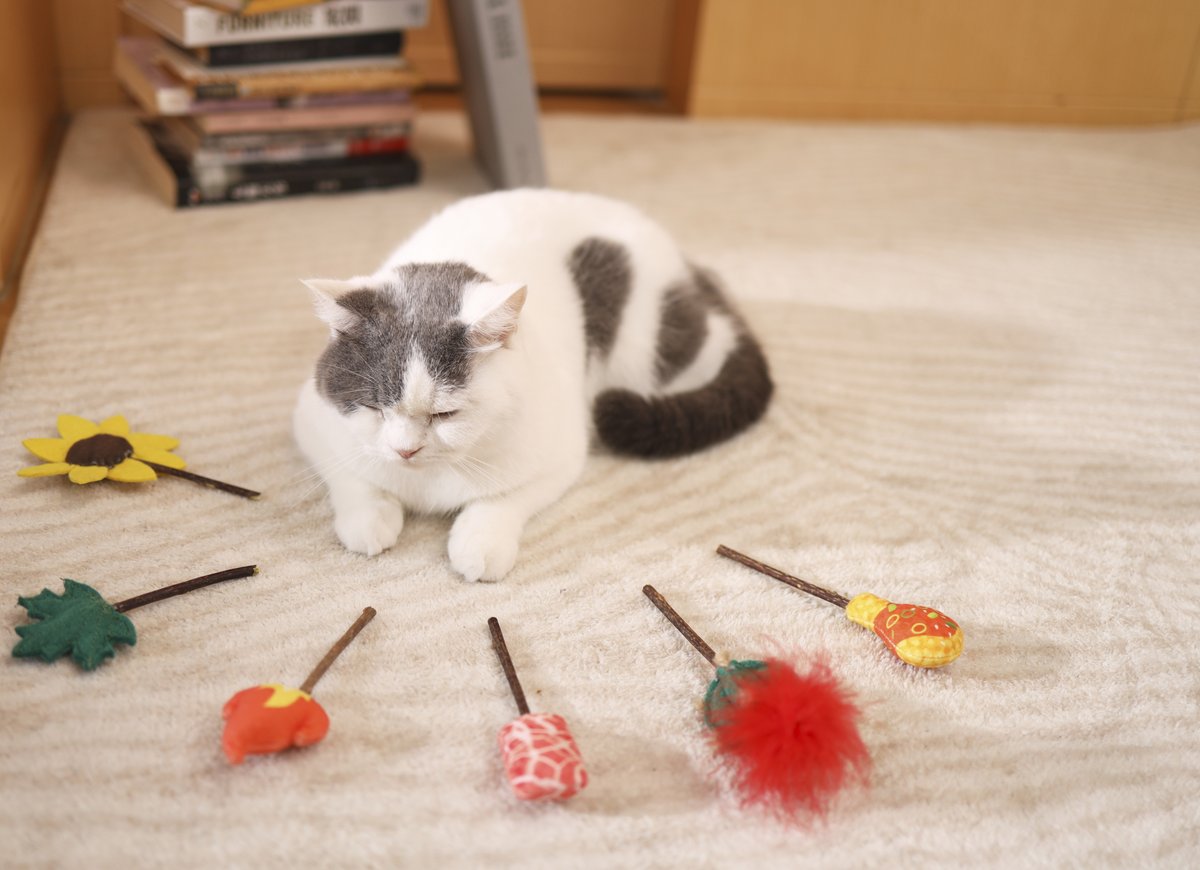 designep1's tweet photo. Which one do you like #cat #catlover #catlife #cats #catoftheday #catphoto #catbed #catbedsforsale https://t.co/rNpDncqMeJ