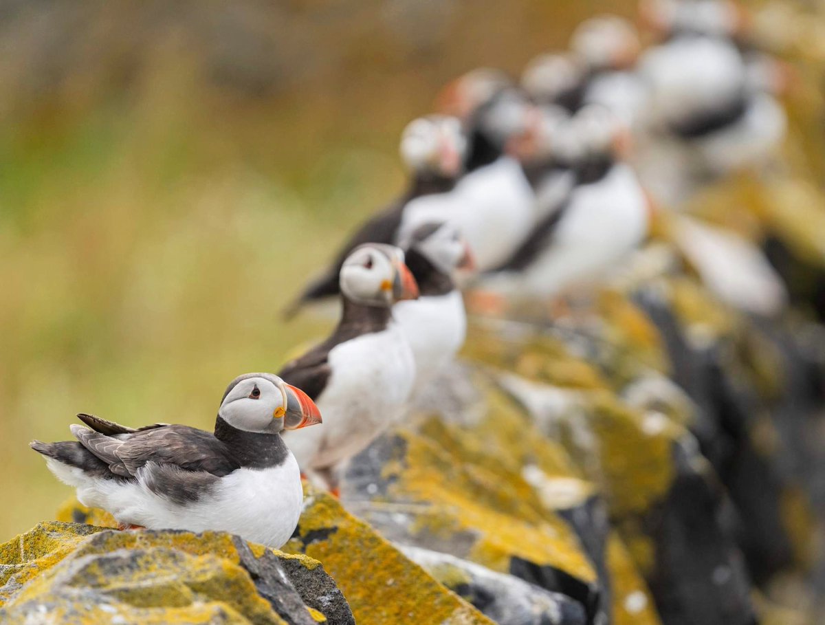 A wall of Puffins