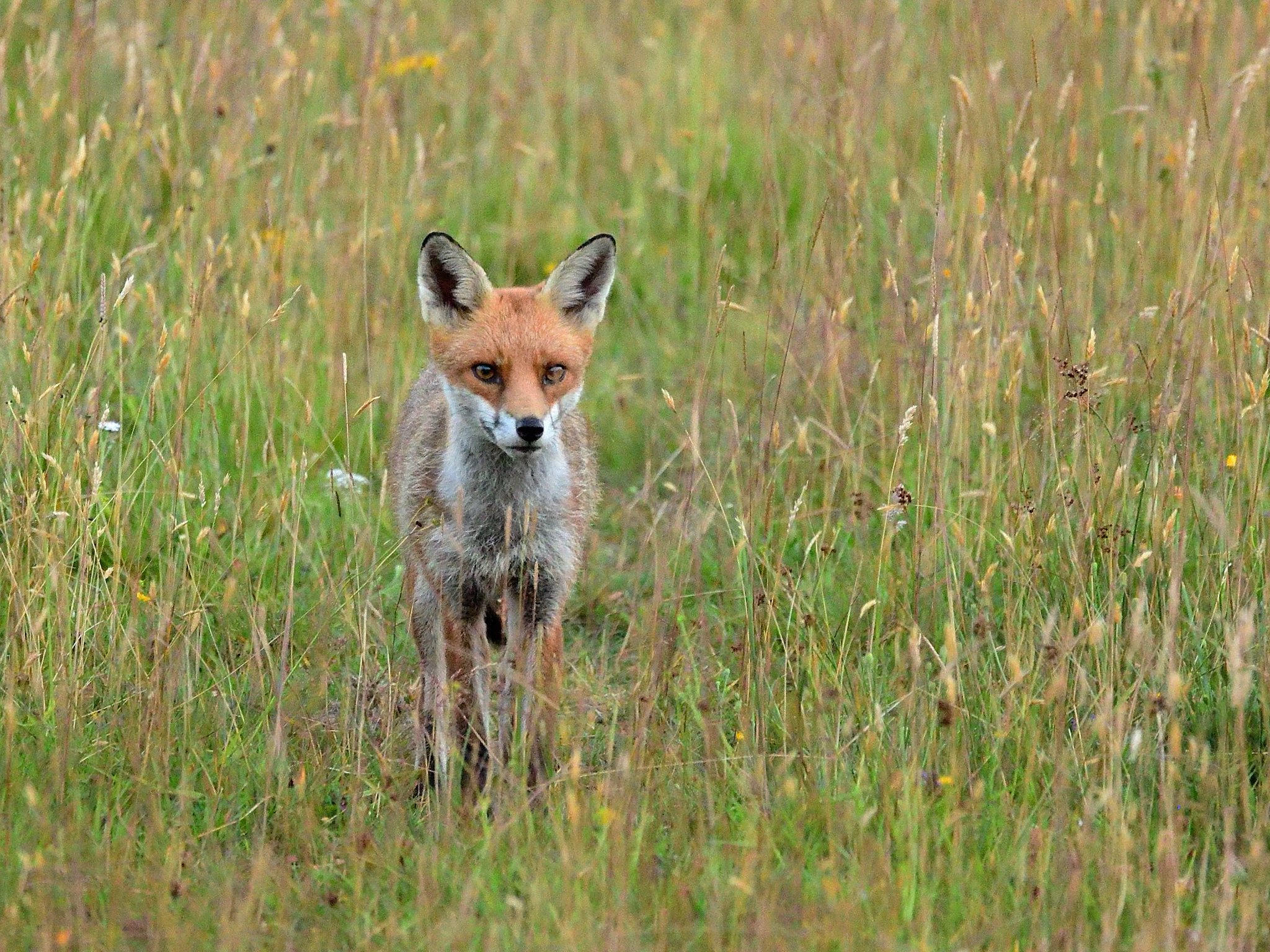 Chris Chalk Wildlife 🇺🇦 on Twitter "Youngster. The fox is