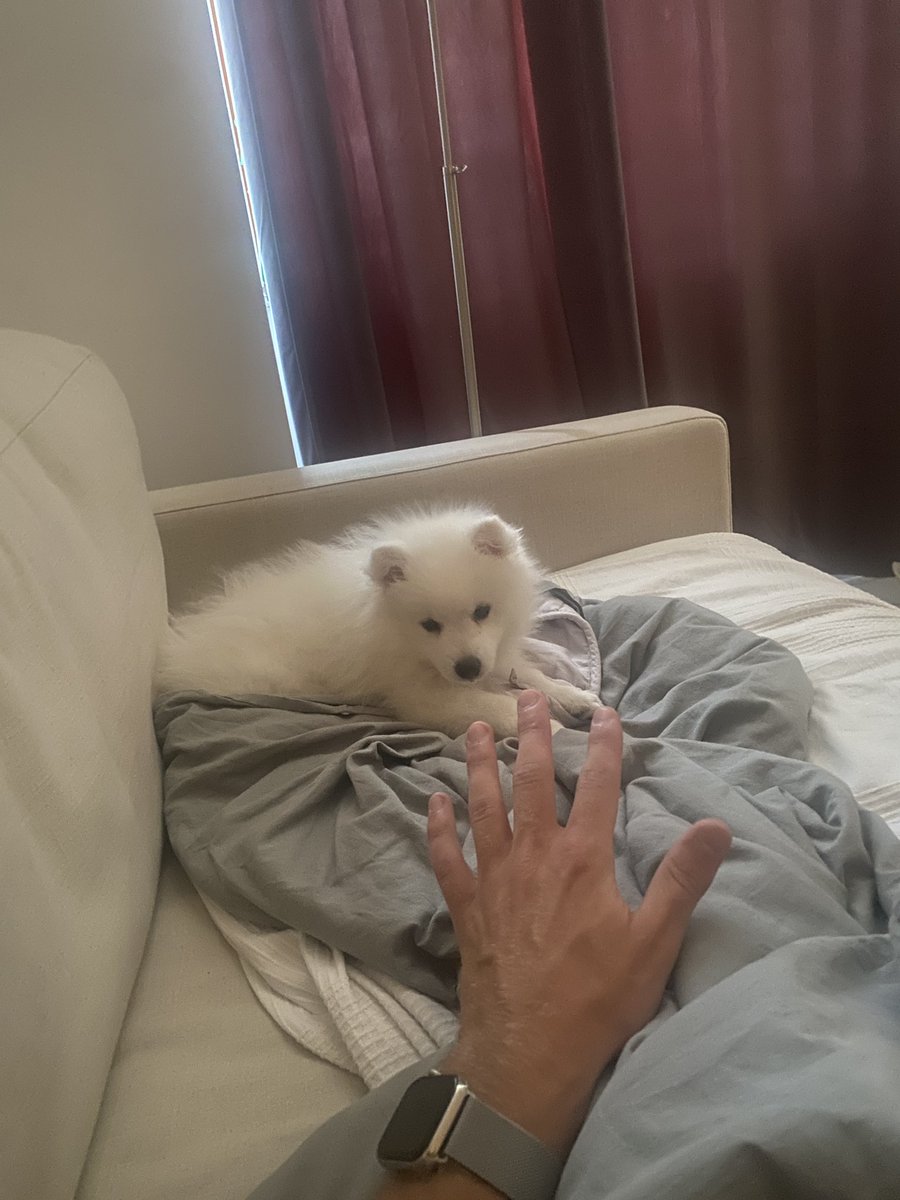 MaxiBernt's tweet photo. @binance Crypto dog named Ozo, paid for only using binance trading! #BinanceTurns5 #5YASwag https://t.co/vNO2Xme1jz