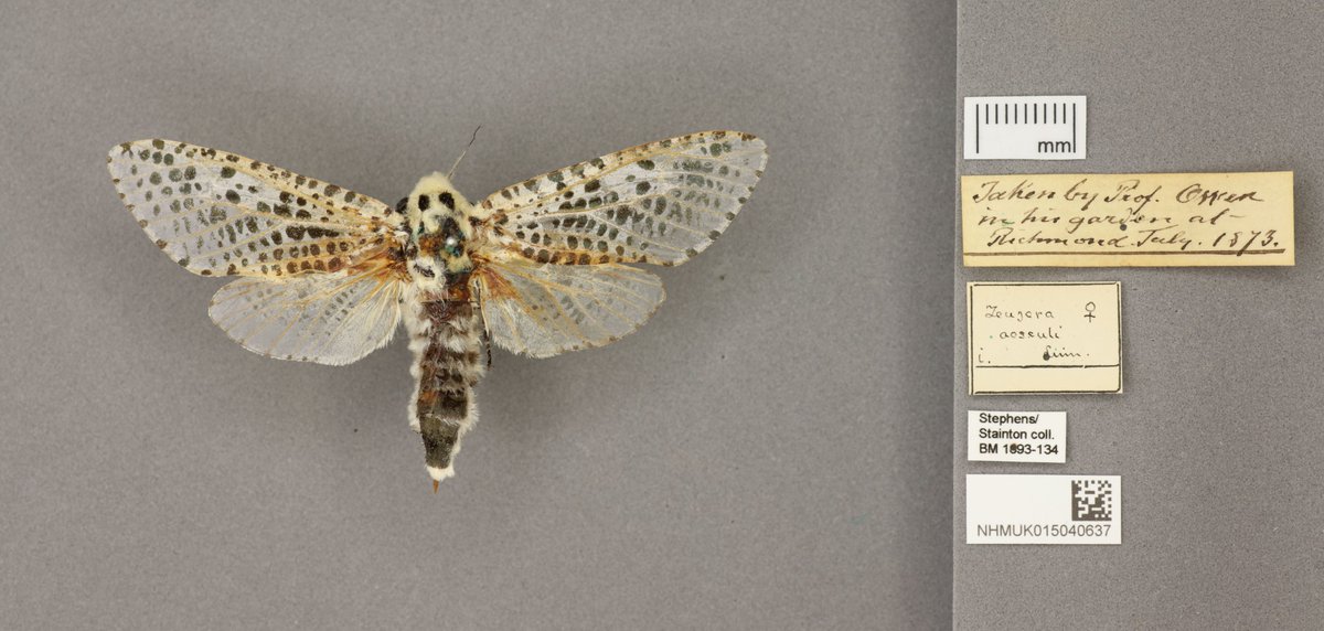 Through digitisation we have uncovered a moth collected by Museum founder, 218 years after Richard Owen was born #OnThisDay in 1804.  Owen is not known to have collected insects, making this new discovery very special. nhm.ac.uk/discover/news/…
