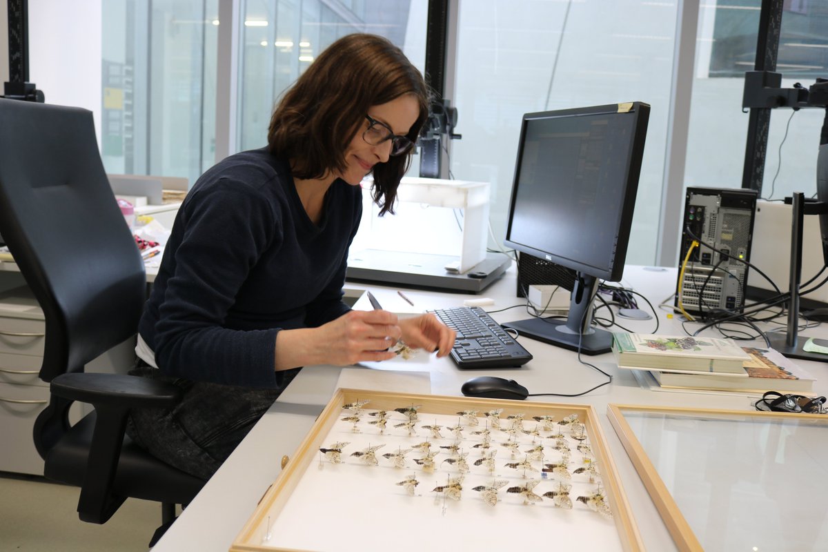 <a href="/NHM_London/">Natural History Museum</a> <a href="/NHM_Unlocked/">NHM science and digitisation centre</a> <a href="/NHM_Science/">Science at the Natural History Museum</a> <a href="/NHM_Library/">NHM Library and Archives</a> @BroadGavin Digitiser Louise was drawn to a label "Taken by Prof. Owen in his garden at Richmond. July 1873." What makes this find interesting is that it is the first known moth that Owen has collected and it looks as though it was collected from his own garden. data.nhm.ac.uk/object/61fae78…