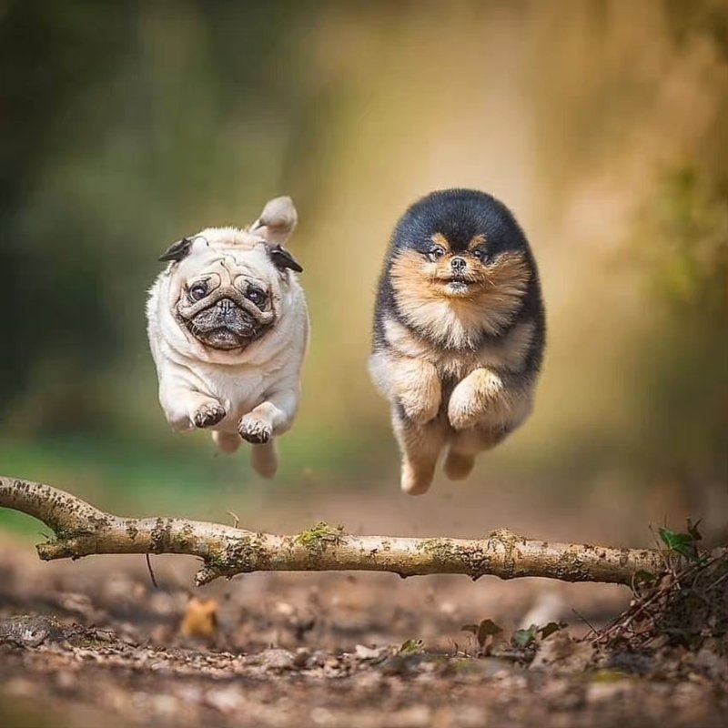 LoveGangcheng's tweet photo. Ninja Dogs🐶🐶 https://t.co/c0Fh06Ugz1