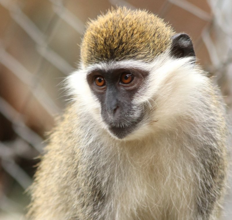 basemstat's tweet image. 1️⃣ ڤيروس ماربورغ هو ڤيروس يسبب حمى نزفية مثله مثل ڤيروس إيبولا
هذا الڤيروس ليس بجديد و تم إكتشافه لأول مرة في سنة ١٩٦٧ في مدينة ماربورغ الألمانية بعد إستيراد مجموعة من القردة Cercopithecus aethiops المصابة من أوغندا إلى ألمانيا و يوغوسلافيا