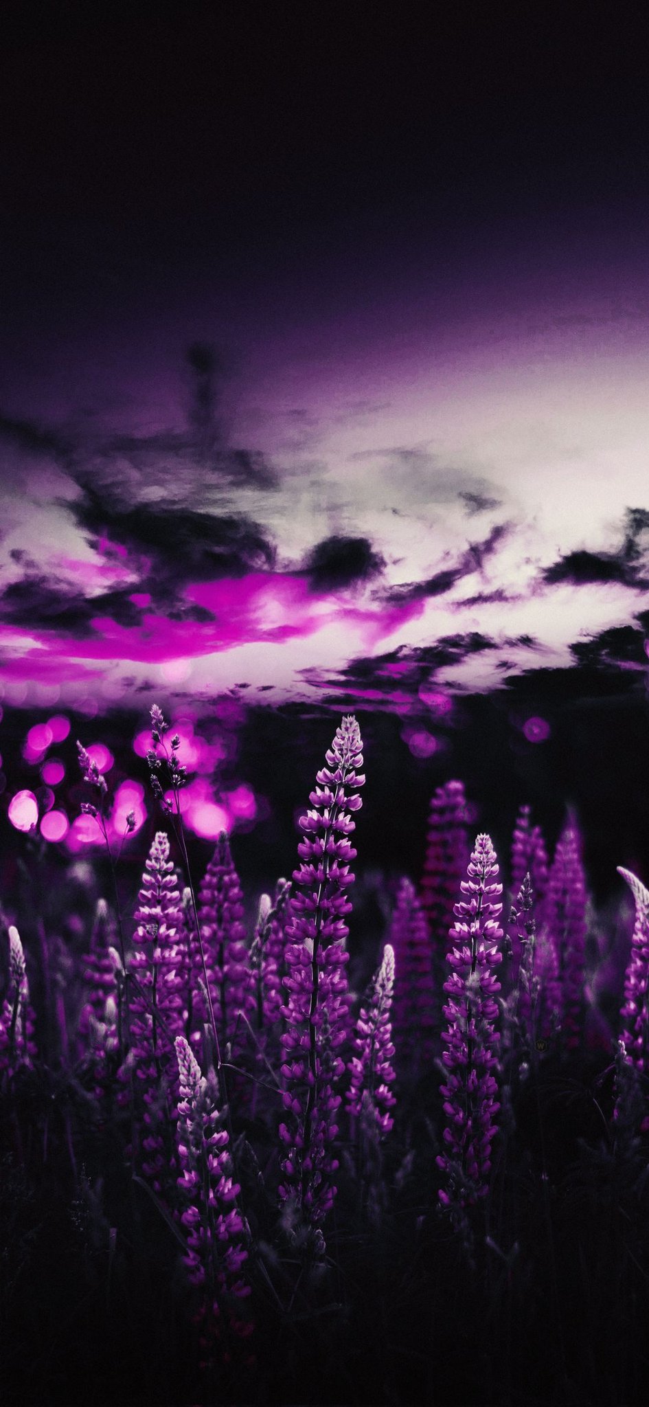 Purple Nature Wallpaper