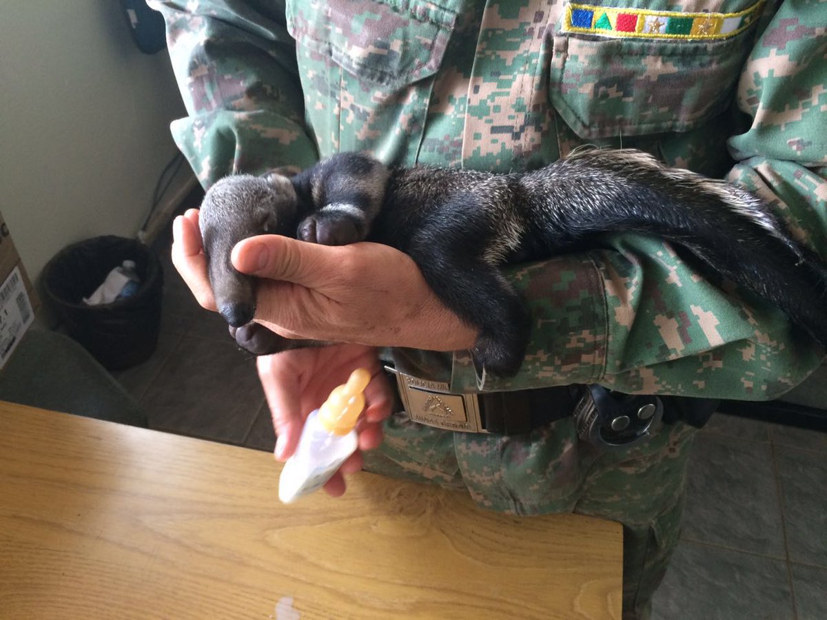 ScienceatCZ's tweet photo. Dumbo the anteater pup was saved by @IcasWild's rehab and release programme after he was orphaned in an urban region of Brazil in 2018.

His journey to adulthood was the first of many orphan anteaters saved by our partner in the field, a huge success!

👉 https://t.co/E6RFKhj5H7 https://t.co/nSu2CsfRrx