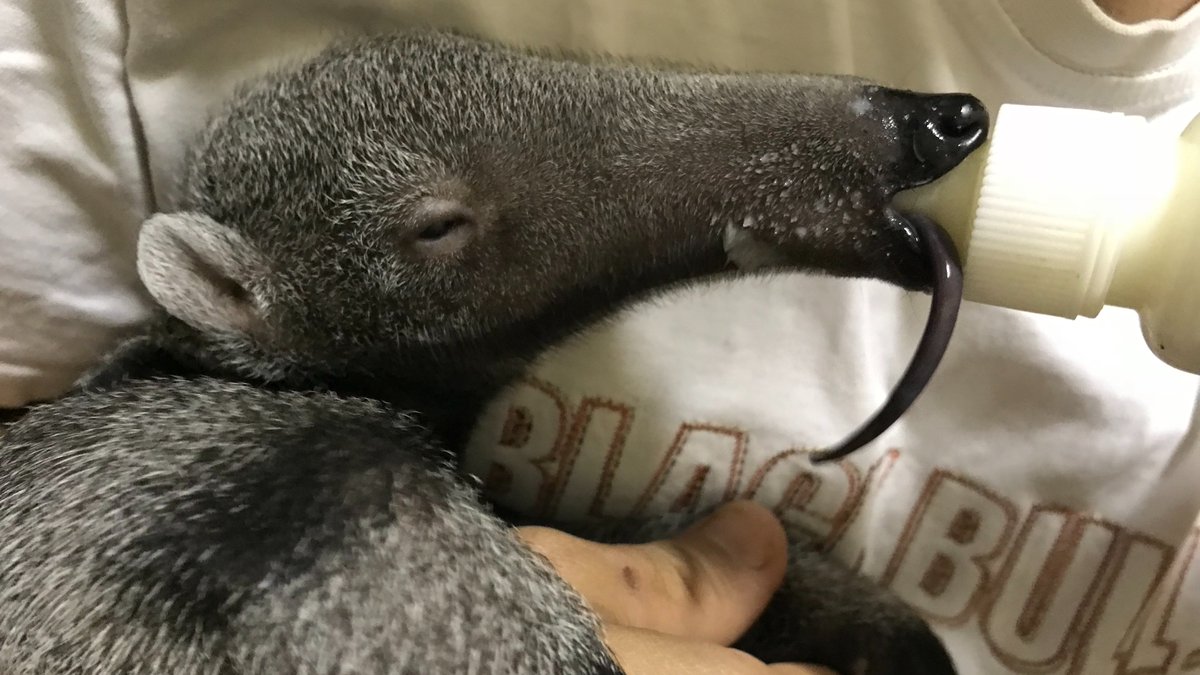 ScienceatCZ's tweet photo. Dumbo the anteater pup was saved by @IcasWild's rehab and release programme after he was orphaned in an urban region of Brazil in 2018.

His journey to adulthood was the first of many orphan anteaters saved by our partner in the field, a huge success!

👉 https://t.co/E6RFKhj5H7 https://t.co/nSu2CsfRrx