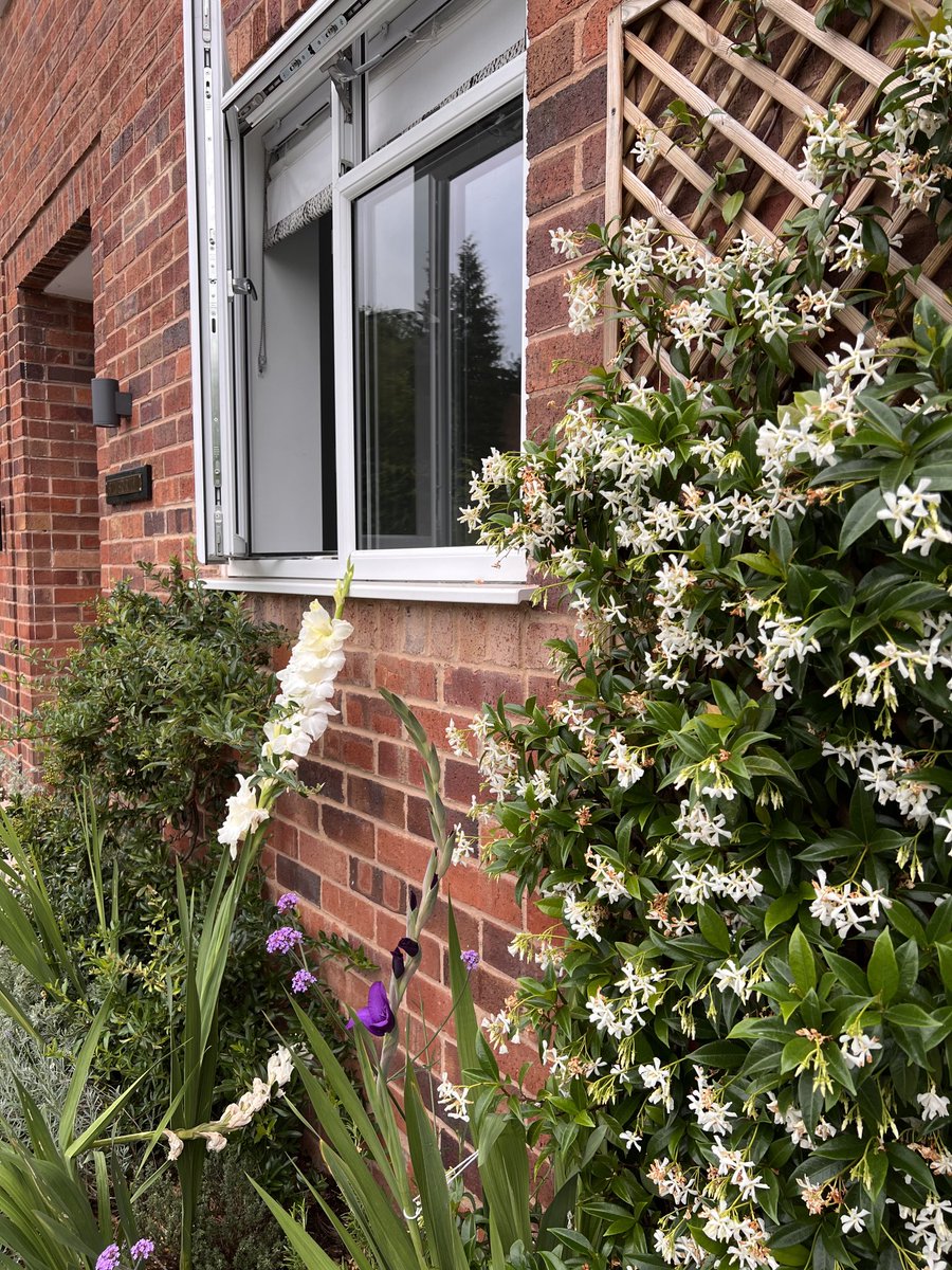 The scent of jasmine wafting through the window as I work is just 👌