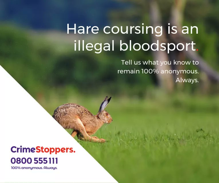 ChelmsHealth's tweet image. It's illegal Hare coursing season so dog walkers, we need your help! If you are out walking in the countryside, keep an eye out for suspicious vehicles parked up unattended or with a group of men and lurcher dogs in close proximity. Please report anything useful to @EPChelmsford