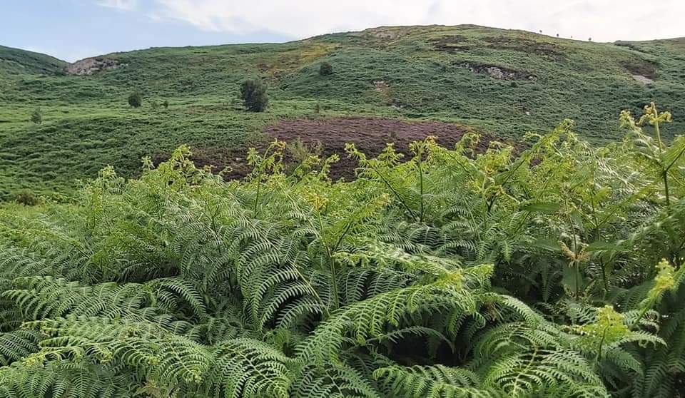 DebbieWareham1's tweet photo. Aroma of summer bracken yesterday at Llyn Gwern Engen Sychnant Pass. https://t.co/gA2Odxvojf
