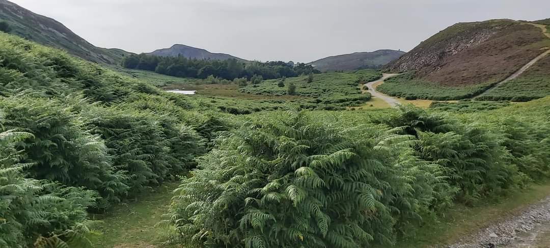 DebbieWareham1's tweet photo. Llyn Gwern Engen Sychnant pass yesterday. https://t.co/MuyBFxgUqD