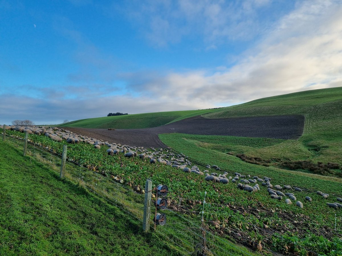 BenDooley8's tweet photo. #wintergrazing https://t.co/zcUa0XDVxr