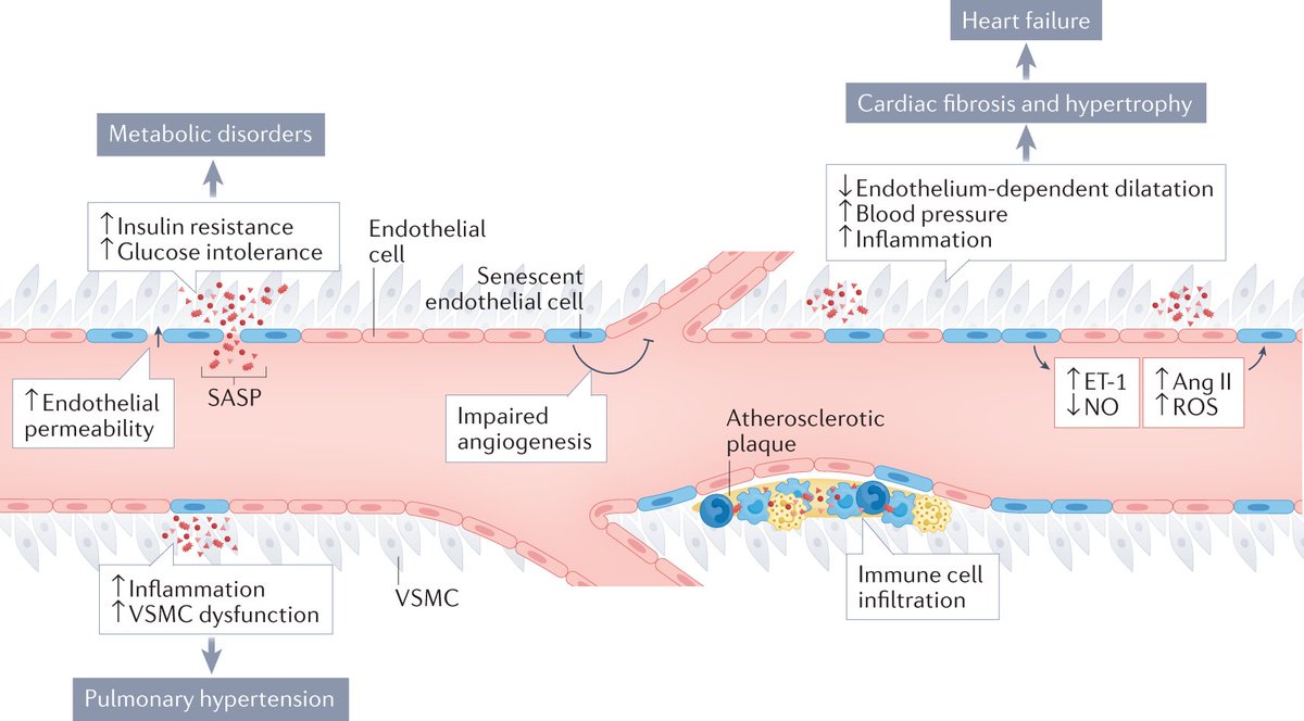 Nature Reviews Cardiology tweet media